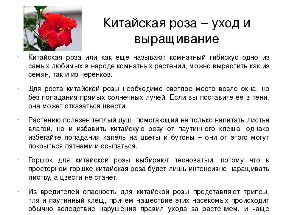 Роза кордана микс: как ухаживать после покупки, особенности полива, фото - sadovnikam.ru