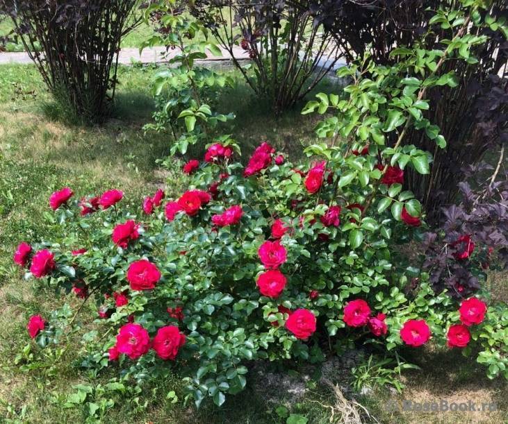 Канадские розы: лучшие сорта канадской селекции, зимостойкие, плетистые, парковые | qlumba.com