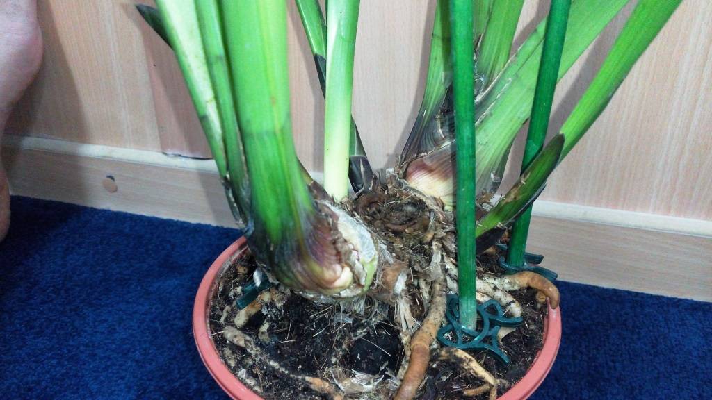 Уход за орхидеей цимбидиум в домашних условиях: как поливать, что делать, если не цветет, как пересадить и размножить растение, а также болезни и вредители