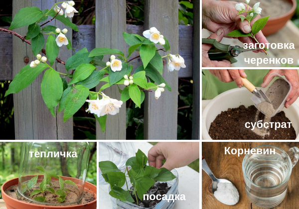 Посадка жасмина весной саженцами: советы для начинающих садоводов