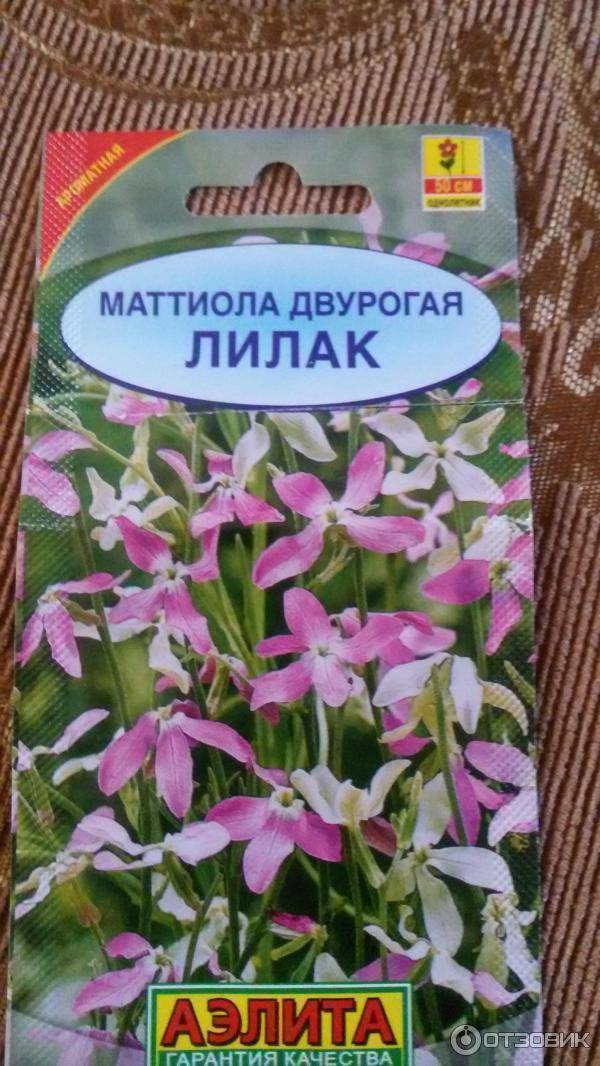 Маттиола (левкой): фото цветка, выращивание из семян, посадка и уход