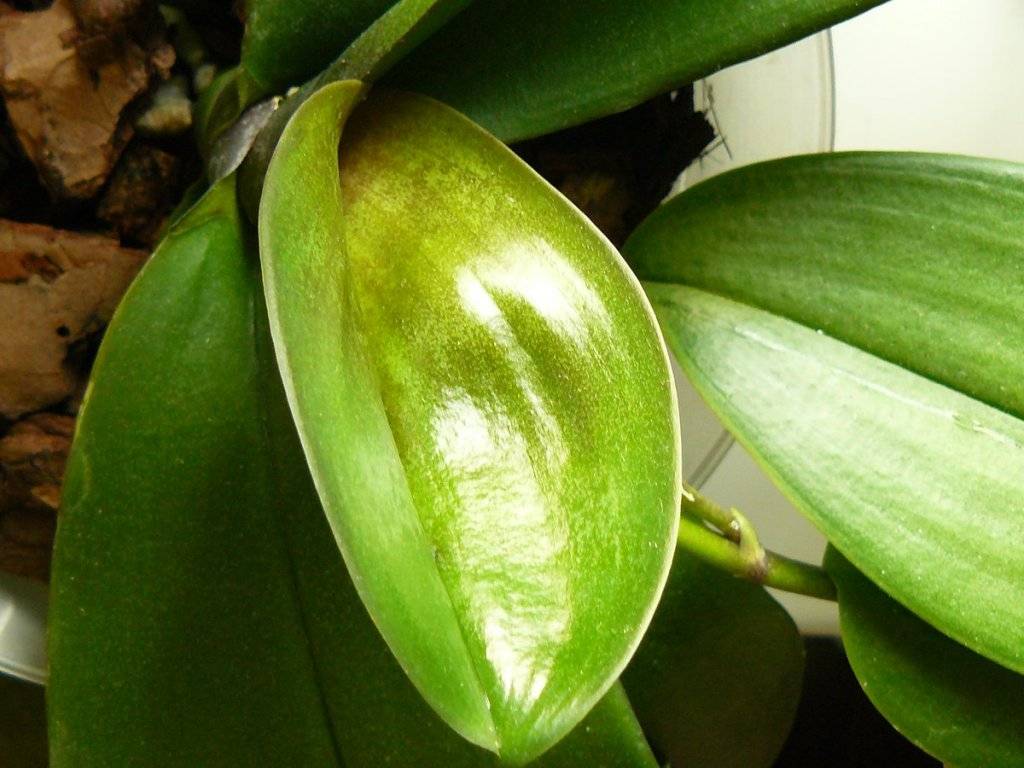 У орхидей желтеют листья нижние — почему и как спасти: описание с фото, причины и лечение, уход в домашних условиях, что делать, если теряют тургор и отвалились