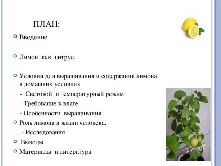 Посадка и выращивание лимона дома из косточки - оазис в доме
