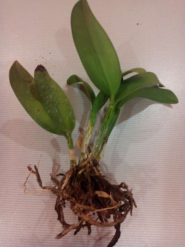 Орхидея каттлея в домашних условиях: уход и фото цветка - оазис в доме