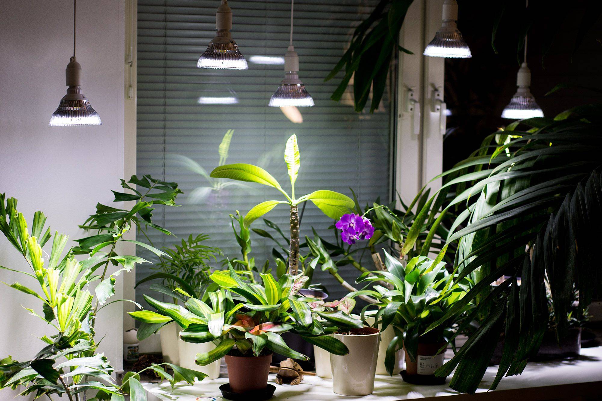 Освещение для растений — все что нужно знать простыми словами.