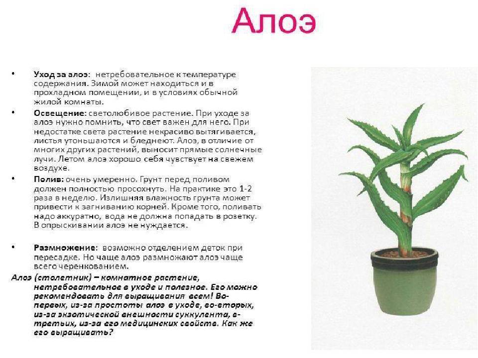 Алоэ: как выглядит растение, когда цветет столетник, описание и фото цветущего суккулента, выращивание большого алоэ вера и не только в домашних условиях