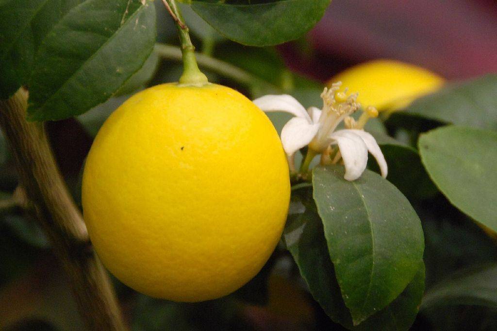 Лимон на подоконнике: как выращивать из косточки и черенка в домашних условиях на подоконнике, можно ли, условия