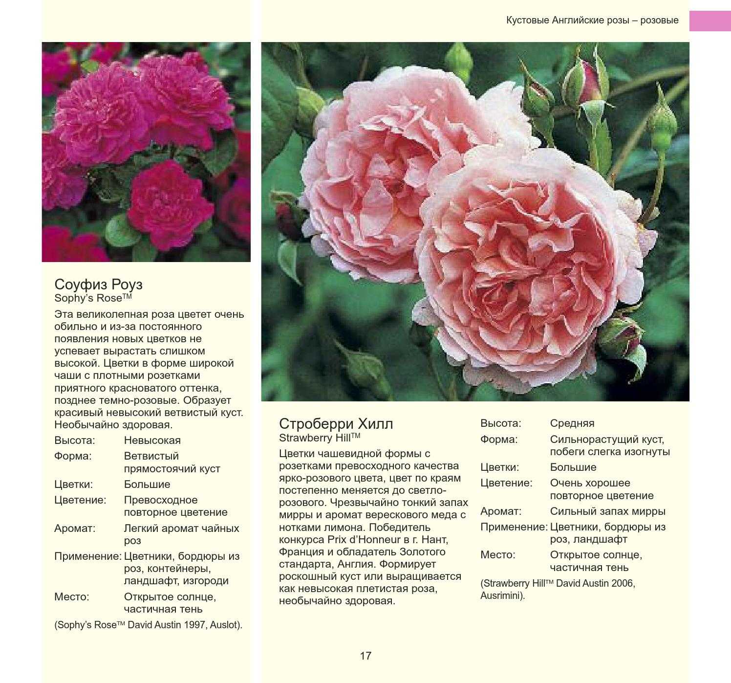 Розы Дэвида Остина — самые популярные сорта