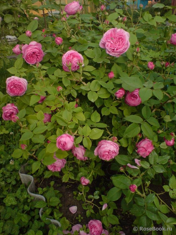 Роза луис одьер - красавица из бурбонского рода
