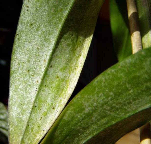Болезни орхидей фаленопсис и их лечение: фото и описание недугов, как помочь корням и всему растению, реанимация в домашних условиях, чтобы спасти этот цветок