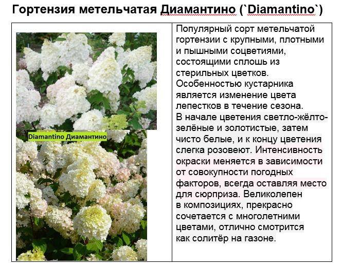 Гортензия диамантино (diamantino): описание, посадка и уход, ширина и высота, отзывы