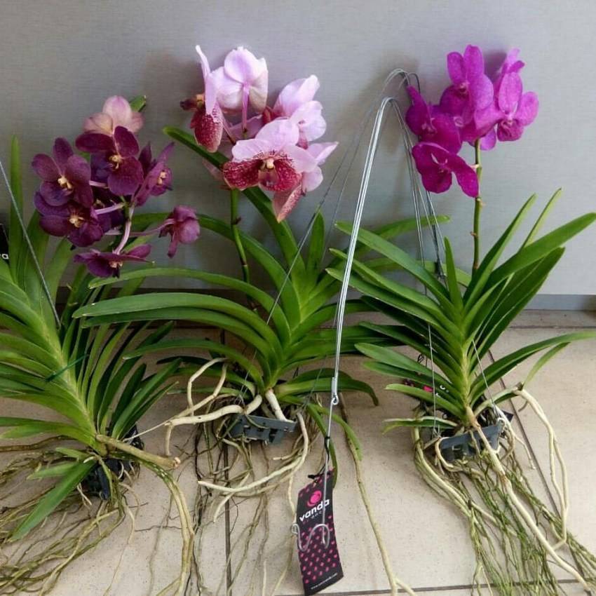 Ванда орхидея: уход в домашних условиях