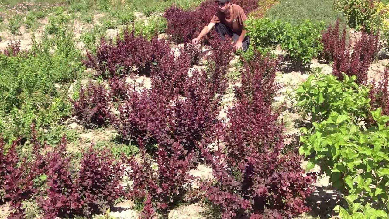 Посадка барбариса в открытый грунт весной и осенью: инструкция