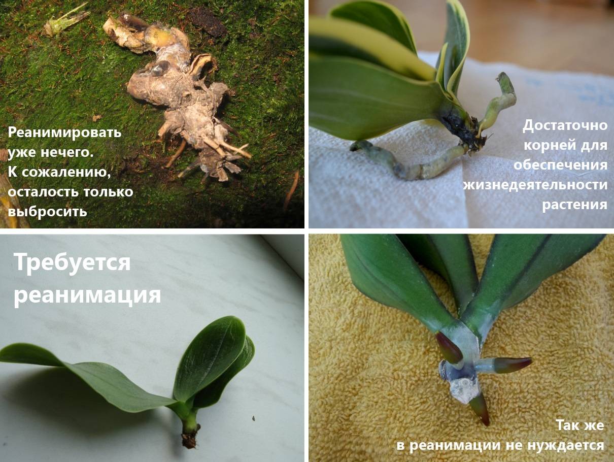 Засохли корни у орхидеи: как спасти и реанимировать растение в домашних условиях и надо ли их обрезать?