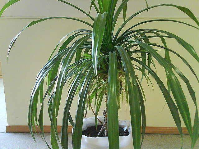 Панданус — цветок винтовая пальма в домашних условиях