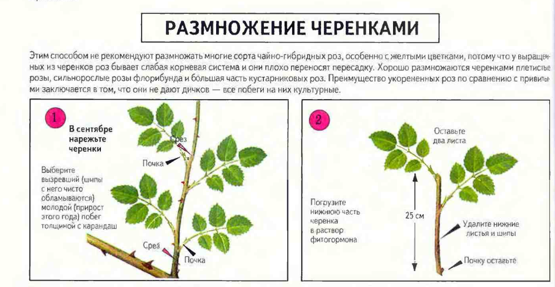 Как размножить плетистую розу черенками и отводками
