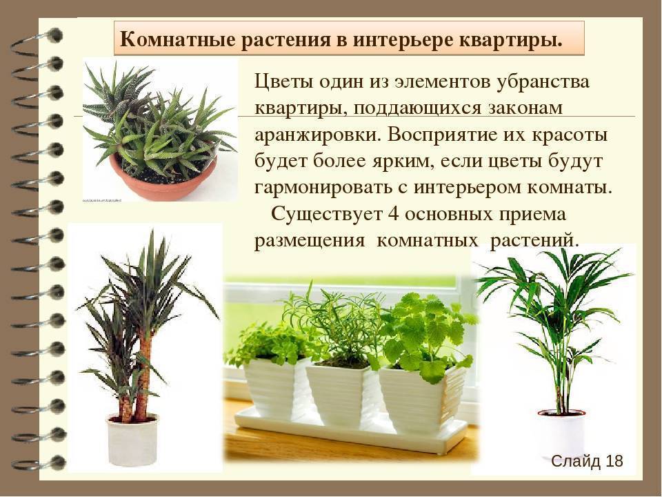 Как выбрать комнатное растение