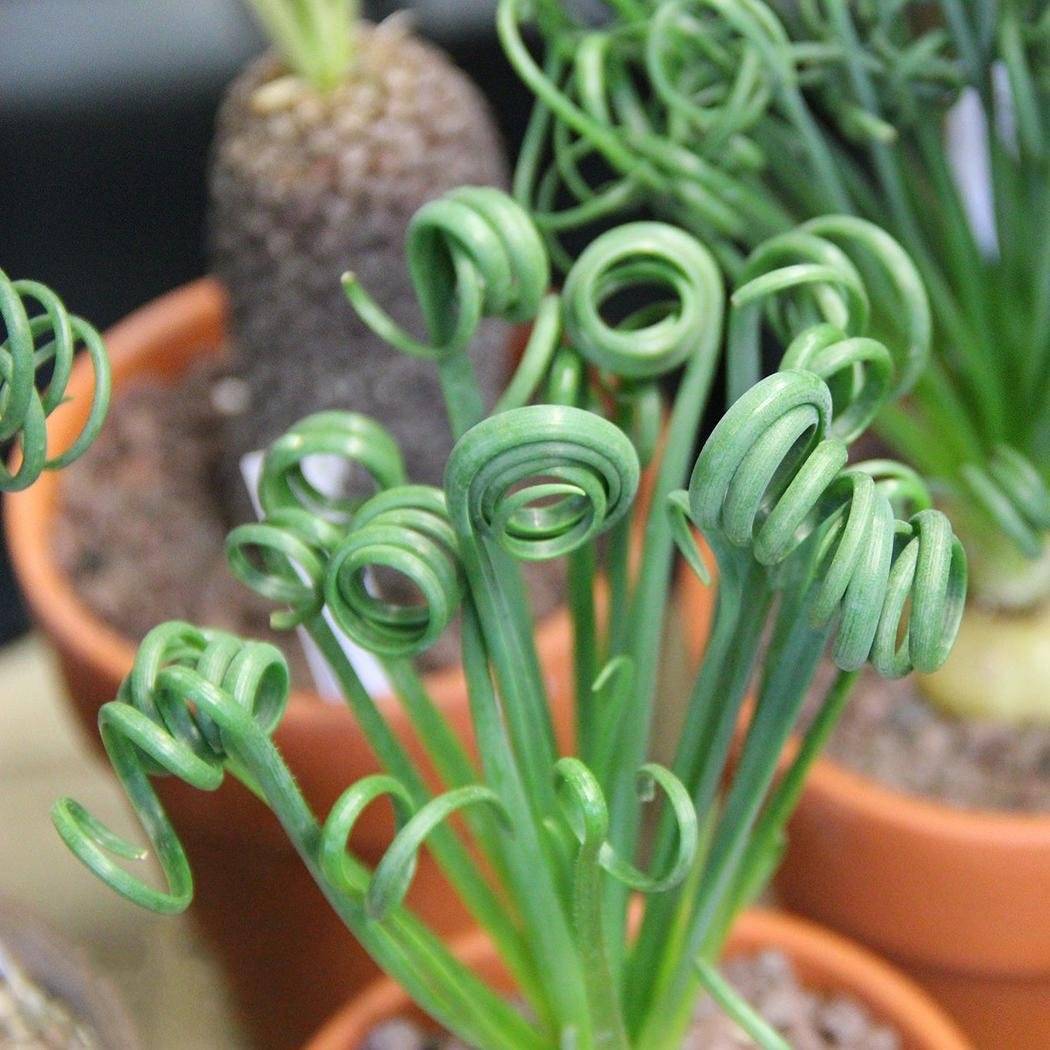 Альбука: что это такое, спиральная (albuca spiralis) и другие сорта, их фото, уход в домашних условиях, как вырастить из семян и луковиц, болезни и вредители цветка