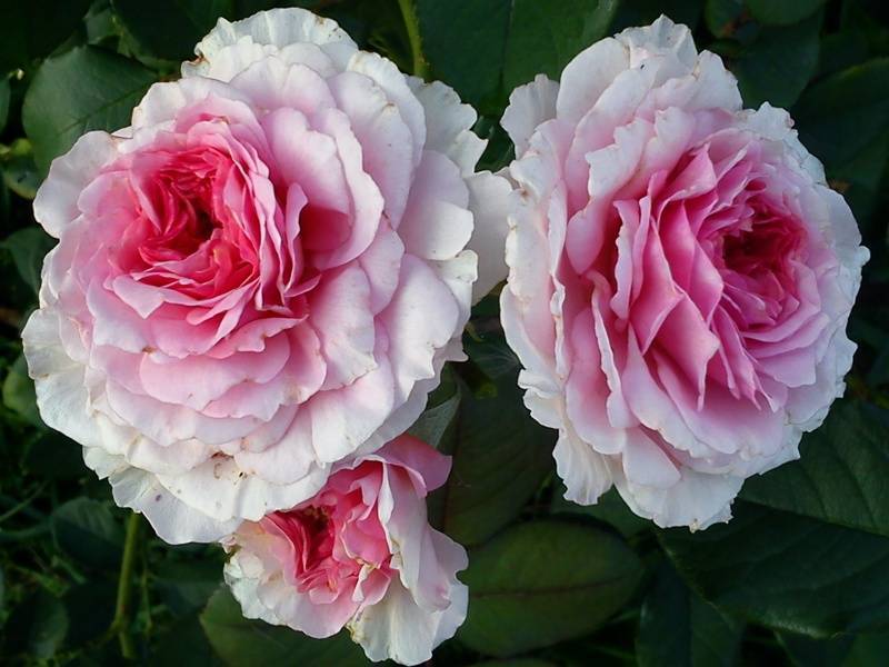 Розы остина: сорта, описание, выращивание и уход в саду