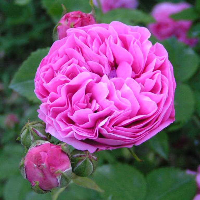 Бурбонские розы — предвестники современных сортов. сорта, описание, особенности выращивания. фото — ботаничка
