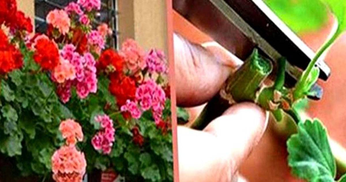 Герань - обрезка для пышного цветения, формирование кроны и как ее правильно прищипывать