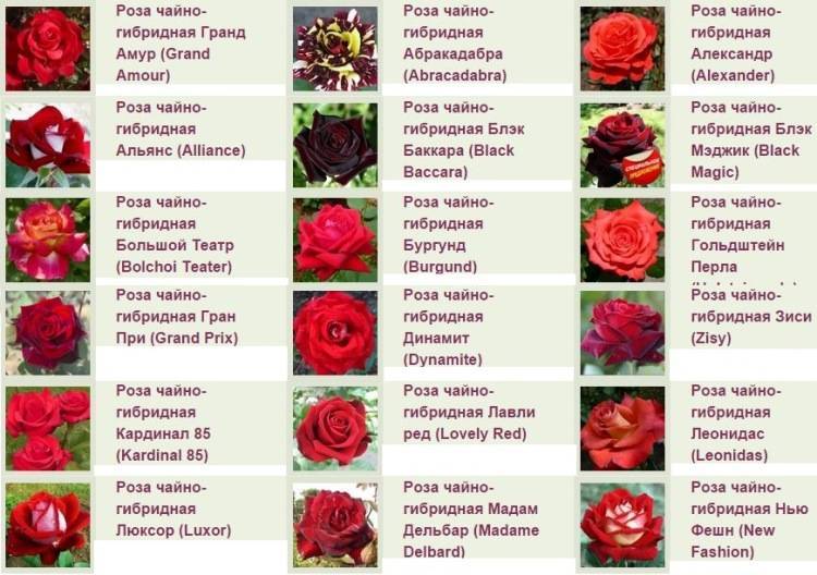 Роза чайно-гибридная blush (блаш) — фото, описание сорта