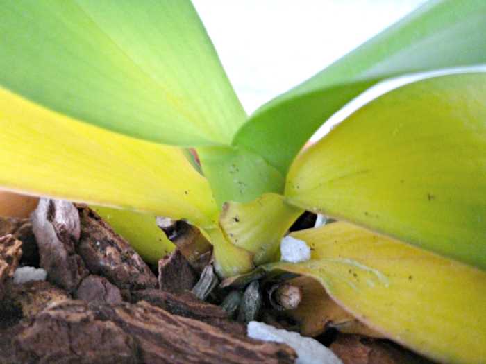 9 причин, почему у орхидеи фаленопсис желтеют листья и что делать | оазис в доме