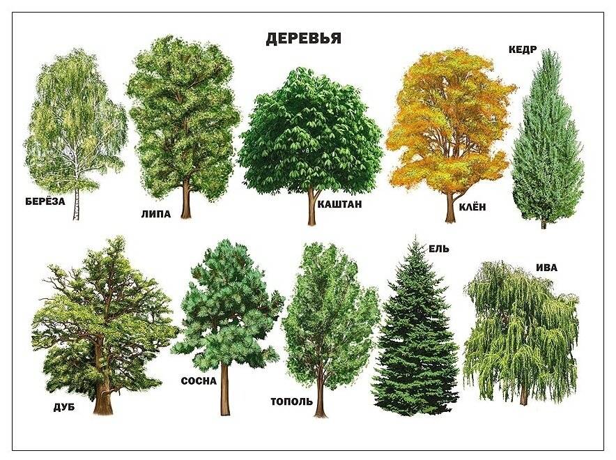 Сколько лет живут деревья – сроки жизни разных деревьев