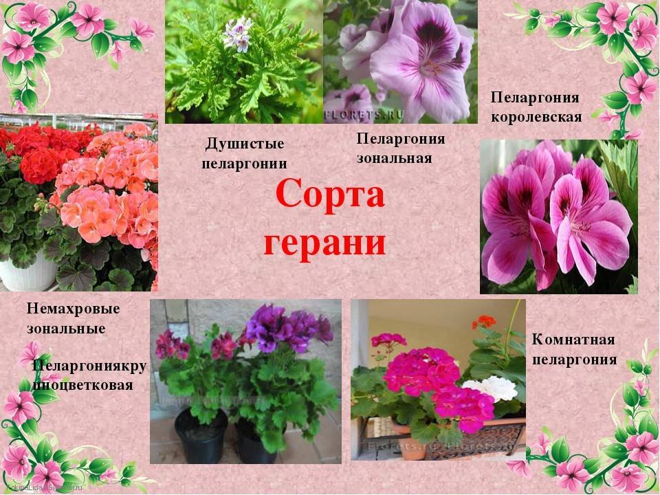 Растение душистая пеларгония: фото, сорта, выращивание, посадка и уход в домашних условиях