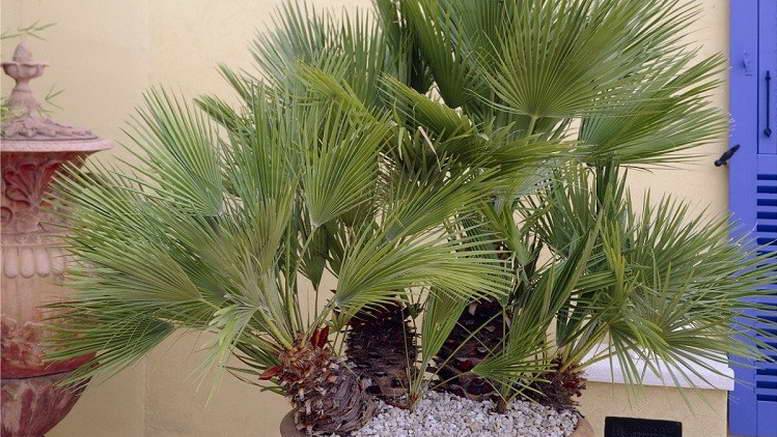 5 самых неприхотливых комнатных пальм. список названий с фото — страница 4 из 6 — ботаничка