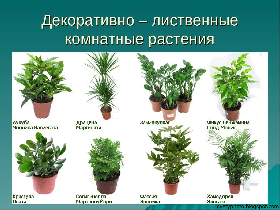 Декоративные комнатные растения: какие домашние цветы относятся к этому виду, названия и описание цветущих и нецветущих разновидностей