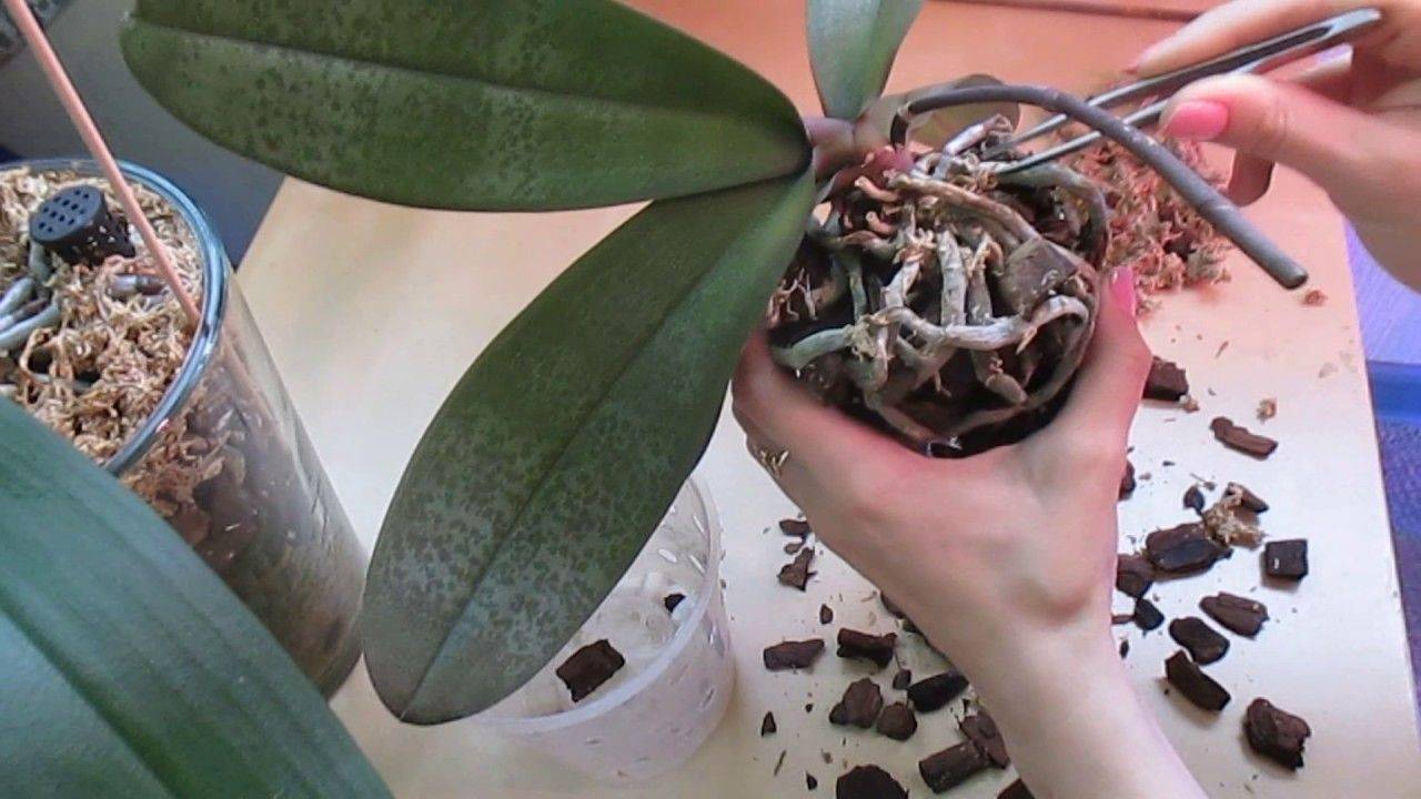 Орхидея и что с ней делать после покупки - mirogorodov.ru
