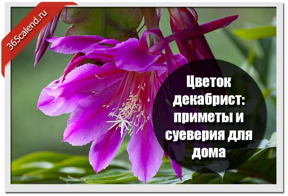 Циперус - приметы и суеверия: что принесет этот цветок для дома и своих владельцев, к чему он снится и чем может быть опасен?