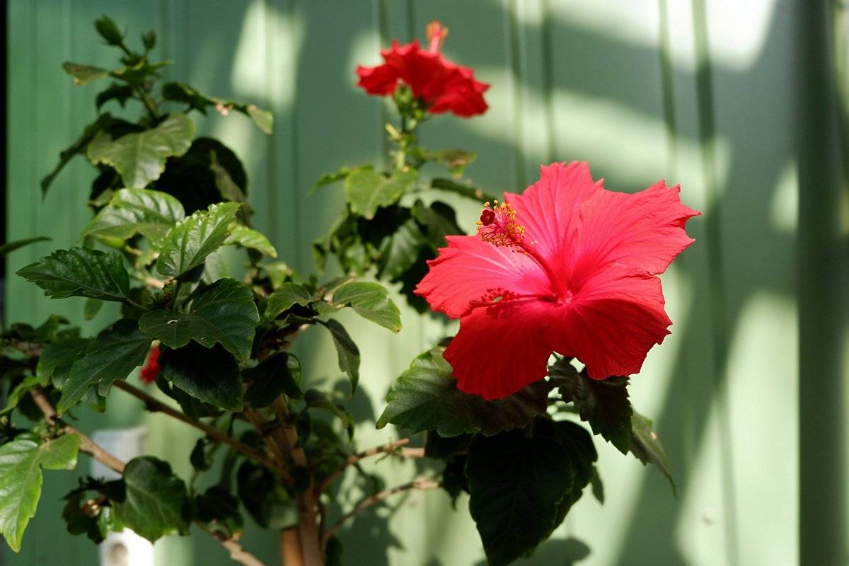 Комнатный гибискус, или китайская роза — красочное цветение и простой уход