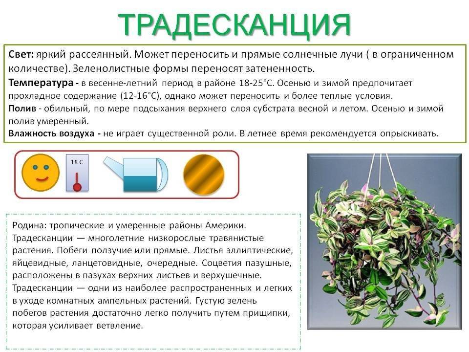 Пахистахис, правила ухода за растением в домашних условиях - комнатные и садовые растения, уход за ними sad-doma.net