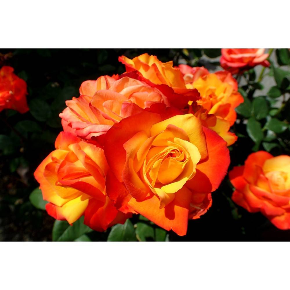 Сорта роз оранжевого цвета: какие бывают, наиболее популярные для посадки