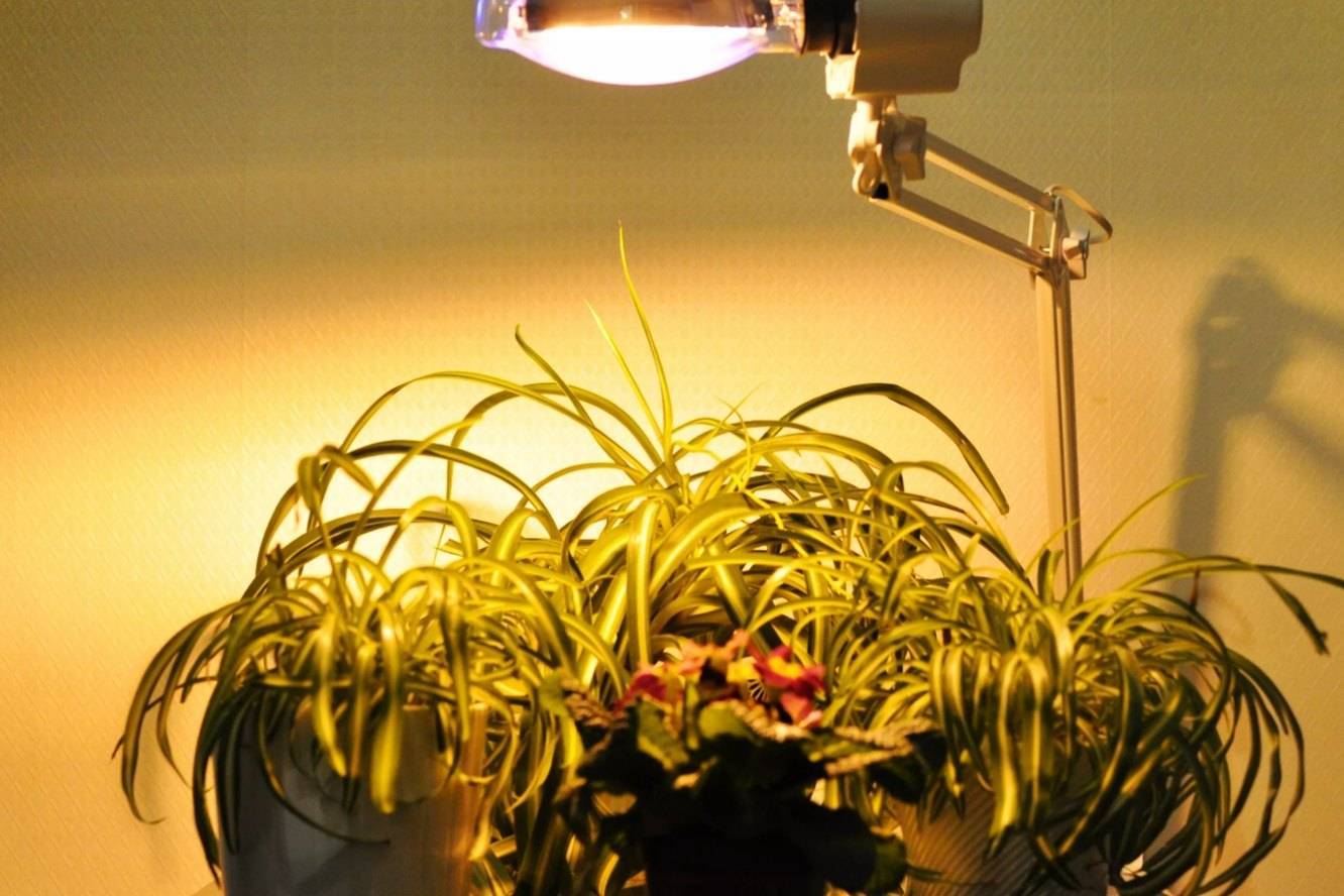 Лампа для цветов в квартире: подсветка и освещение комнатных цветов