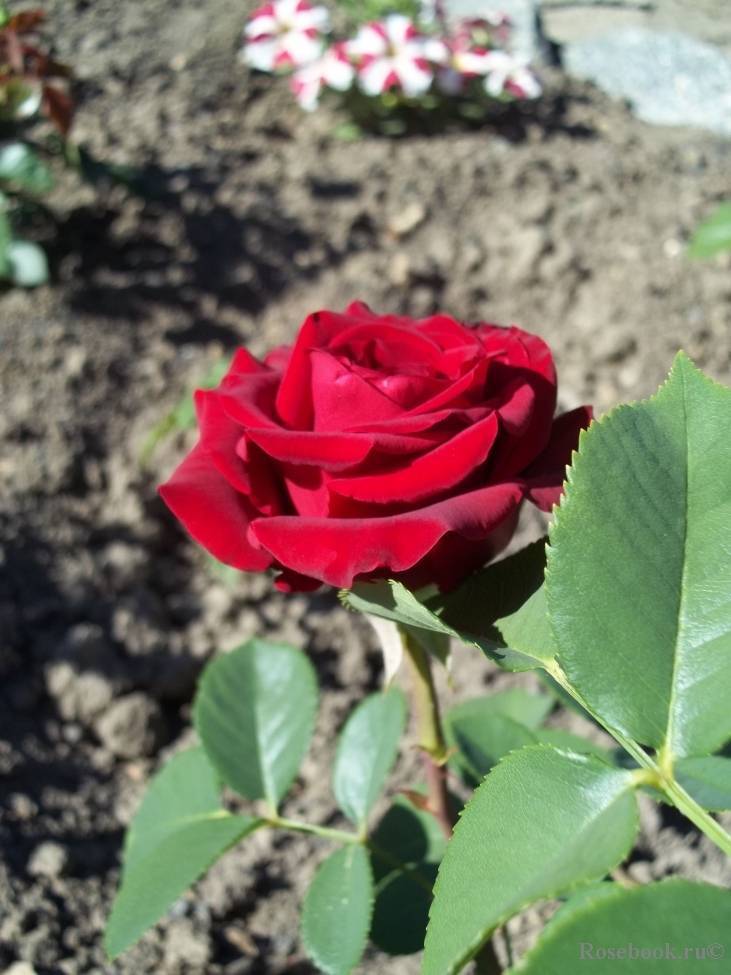 Роза ред наоми (red naomi): фото, описание и особенности