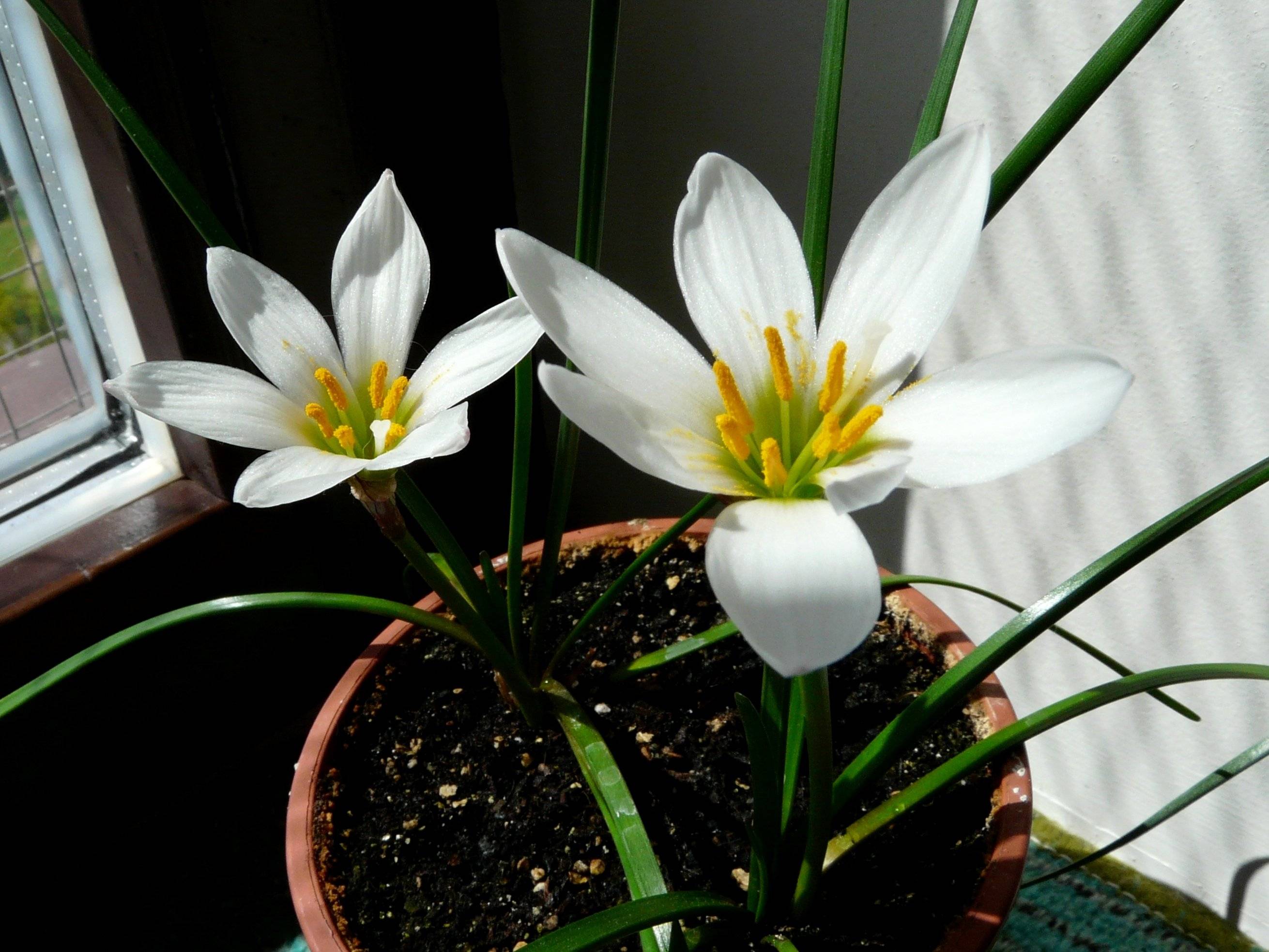 "зефирантес" (выскочка) - неприхотливый цветок: фото растения, уход в домашних условиях
