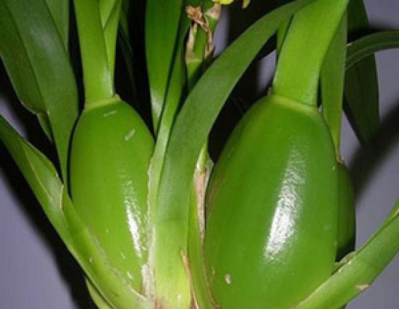 Псевдобульба у орхидеи: фото, что это такое, виды и названия растений, которые имеют изменения стебля, а также особенности ухода за нимидача эксперт