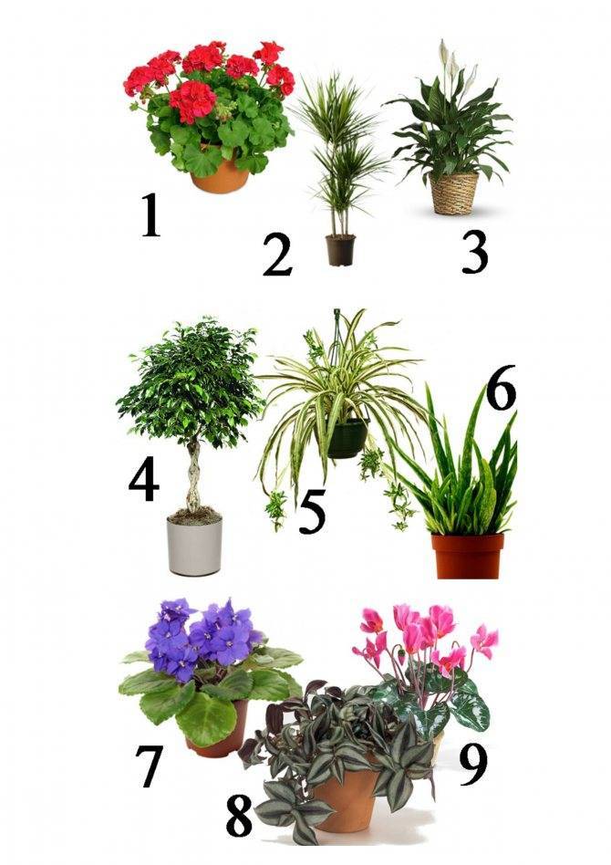 Про самые полезные комнатные растения для нашего дома