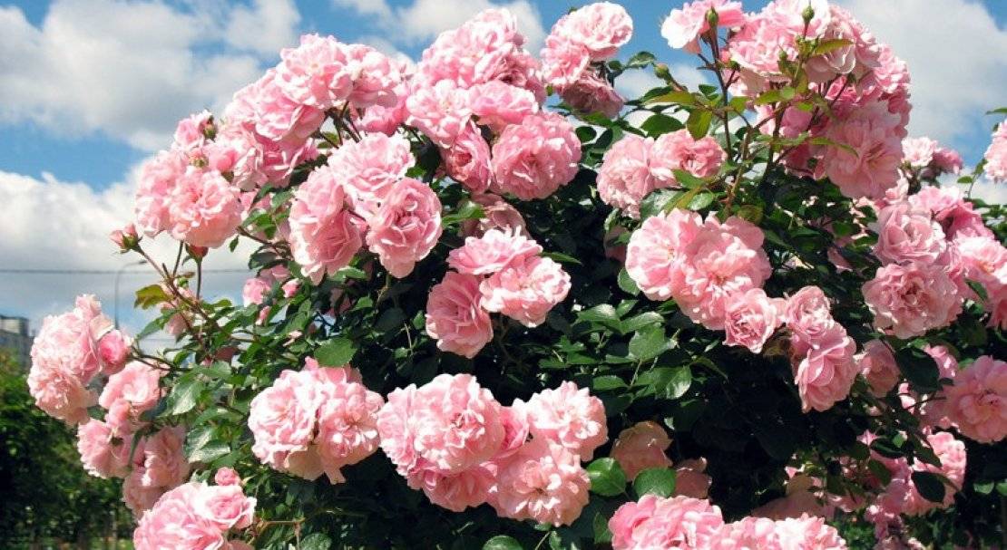 Роза боника: описание, особенности выращивания, уход и отзывы :: syl.ru