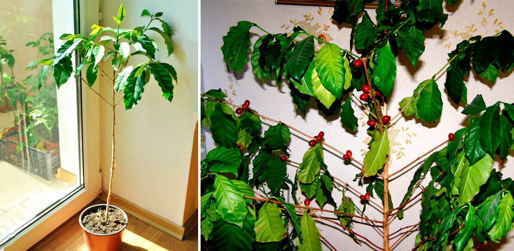 Кофе арабика: уход за комнатным растением в домашних условиях
