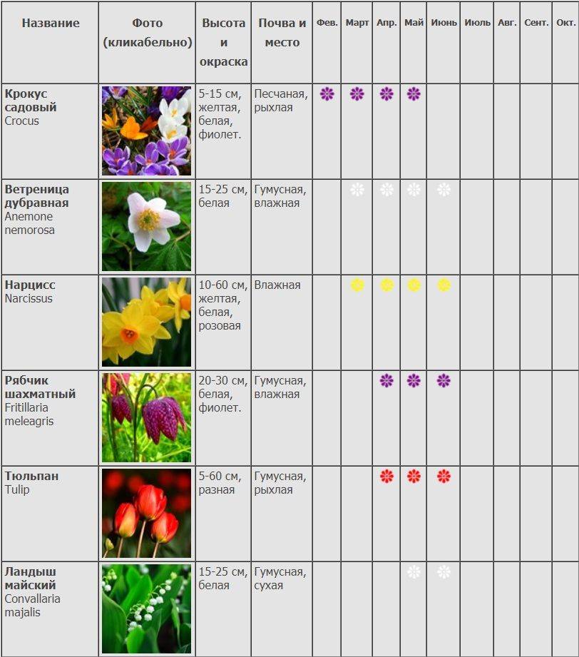 Лаванда: характеристики, виды, выращивание, размножение и уход с фото