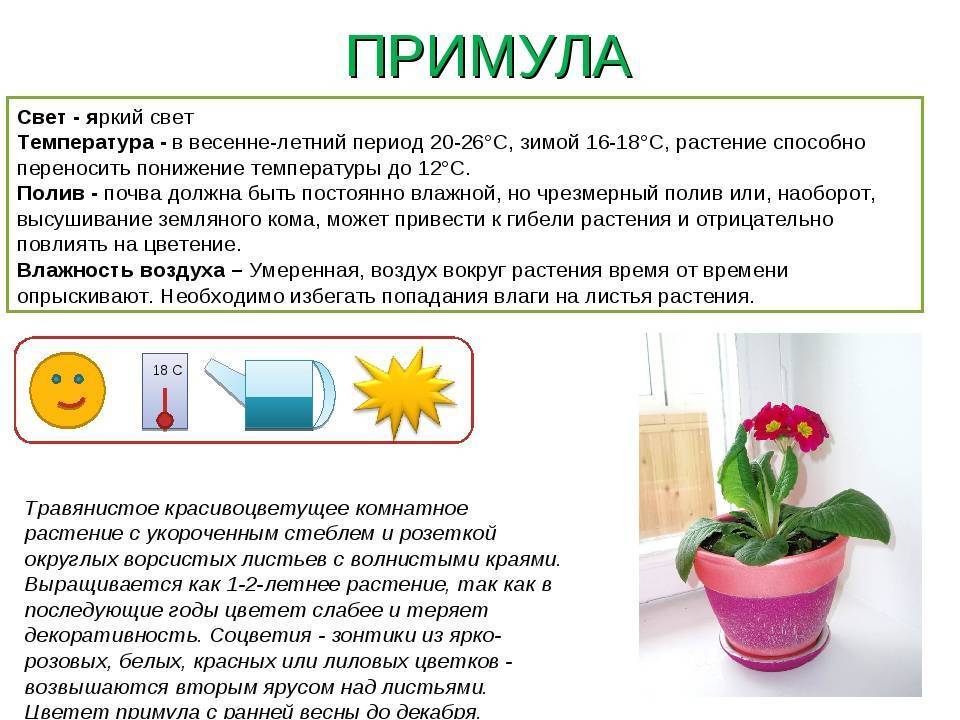 Цветок нолина: советы по уходу за растением в домашних условиях