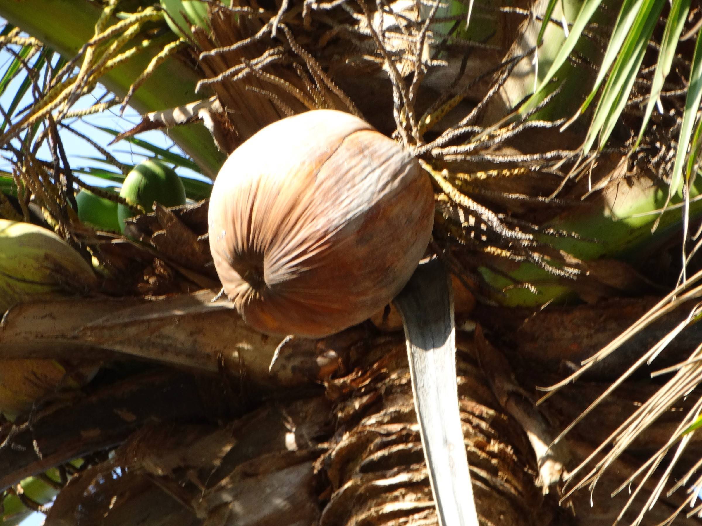Комнатная кокосовая пальма в домашних условиях: фото, уход, как вырастить | сортовед
