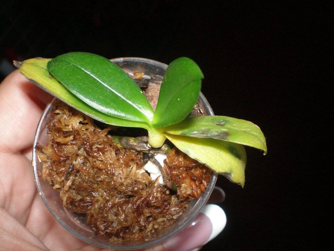 Реанимация орхидей в воде: фото и видео спасения растения над поверхностью жидкости