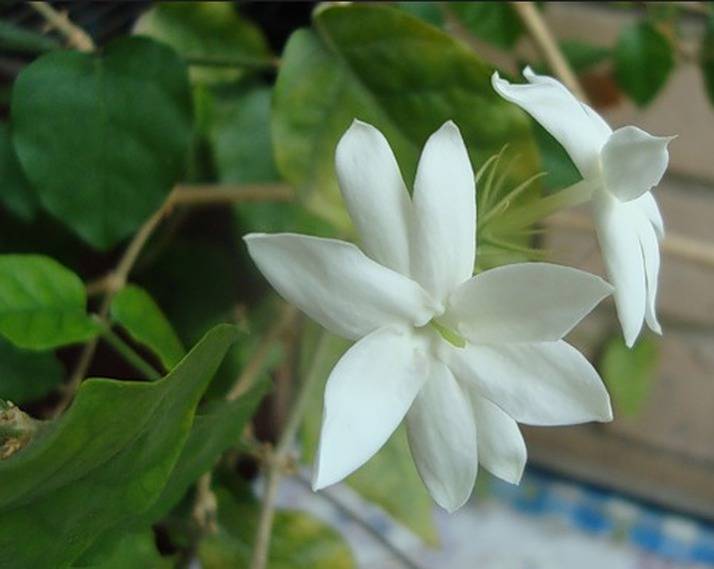Жасмин самбак: ботаническое описание комнатного цветка, разновидности сорта, сроки посадки и как правильно выращивать арабский жасмин