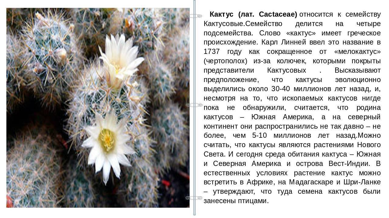 30 видов и названий домашних кактусов :: инфониак