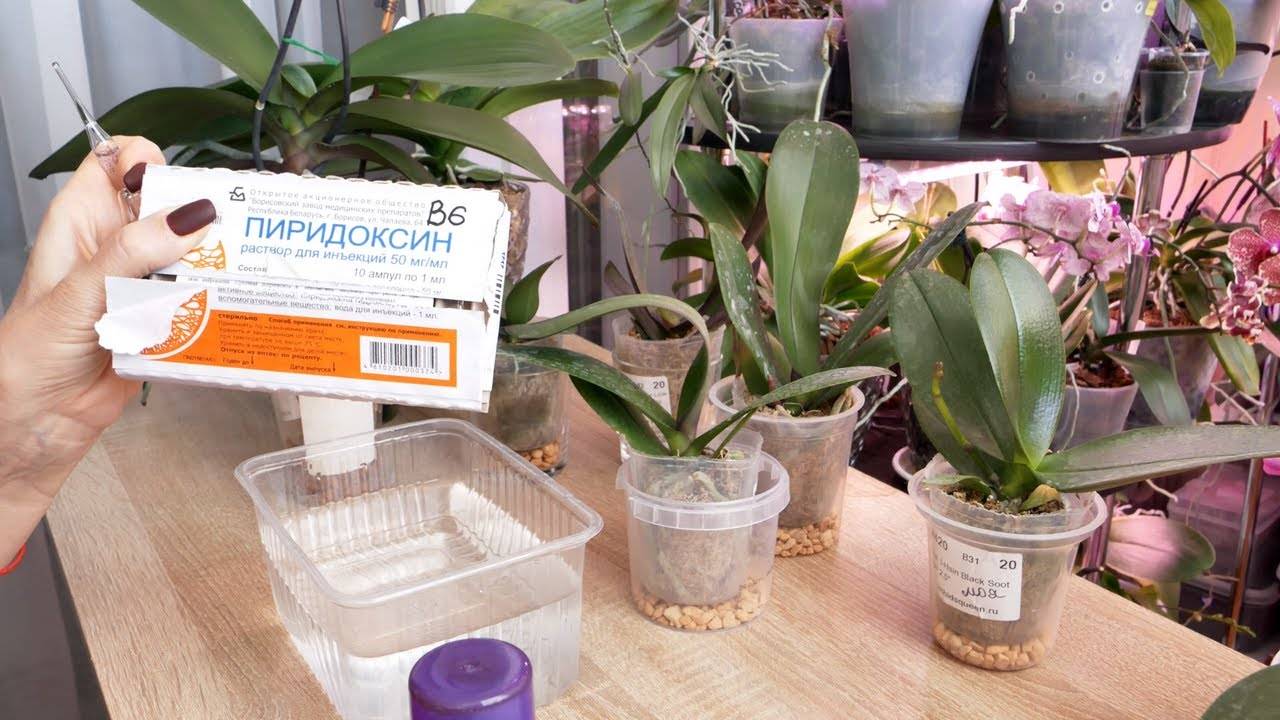 Орхидея (фаленопсис). как ухаживать за орхидеей после покупки в магазине - домашние растения